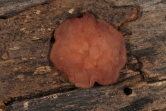 Gelatinodiscaceae