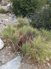 Ephedra viridis