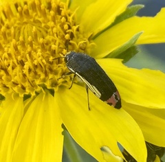 Acmaeodera flavomarginata