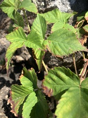 Rubus flagellaris