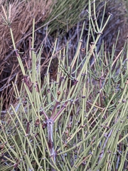Ephedra viridis