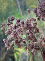 Scirpus cyperinus