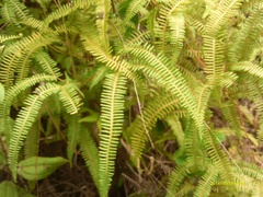Dicranopteris flexuosa