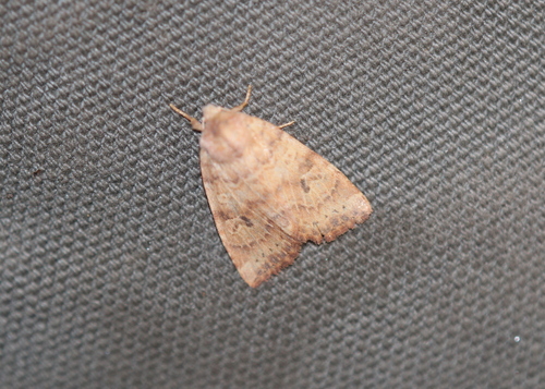 Poplar Catkin Sallow photo 4