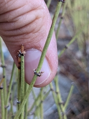 Ephedra viridis