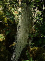 Usnea longissima