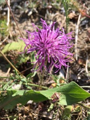 Centaurea scabiosa