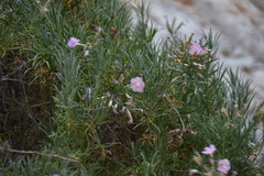 Dianthus juniperinus bauhinorum