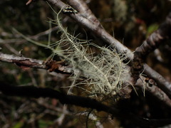 Usnea dasopoga