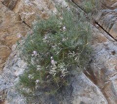 Dianthus juniperinus bauhinorum