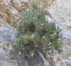 Dianthus juniperinus bauhinorum
