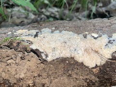 Radulomyces