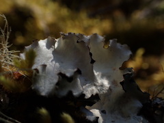 Cetrelia cetrarioides