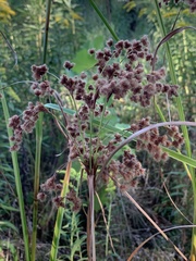Scirpus cyperinus