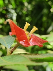 Palicourea tomentosa