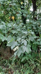 Acer saccharinum