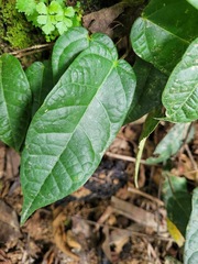 Ficus sarmentosa nipponica