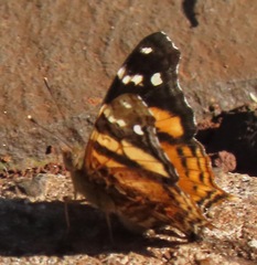 Hypanartia bella