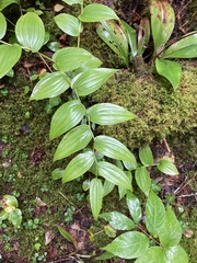 Streptopus lanceolatus