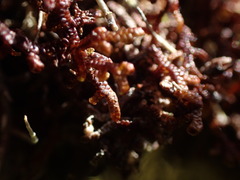 Frullania nisquallensis