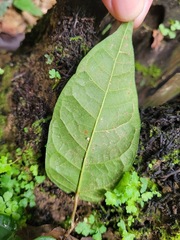 Ficus sarmentosa nipponica