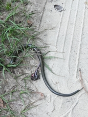 Ophisaurus ventralis