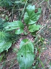 Cynoglossum officinale