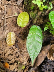 Ficus sarmentosa nipponica