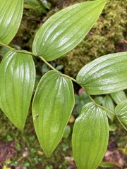 Streptopus lanceolatus