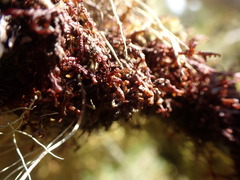 Frullania nisquallensis