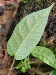 Ficus sarmentosa nipponica