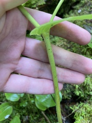 Streptopus lanceolatus