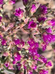 Ruschia cradockensis