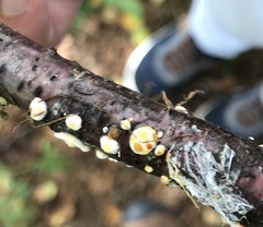 Lachnellula