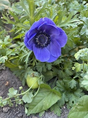 Anemone