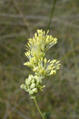 Thalictrum maritimum