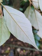Styrax suberifolius