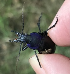 Carabus problematicus