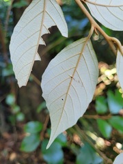 Styrax suberifolius