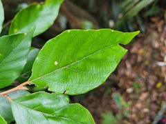 Styrax suberifolius