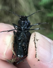 Carabus problematicus