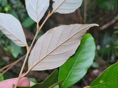 Styrax suberifolius