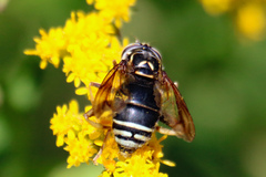 Spilomyia fusca
