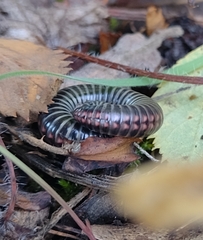 Ommatoiulus sabulosus