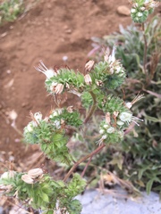 Phacelia imbricata
