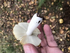Russula ochroleuca