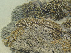 Montipora digitata