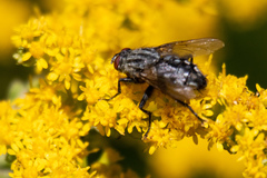 Oestroidea