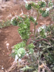 Phacelia imbricata
