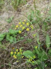 Bupleurum falcatum
